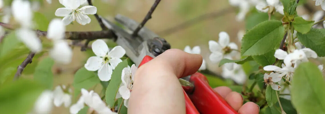 [paste advice page name here]