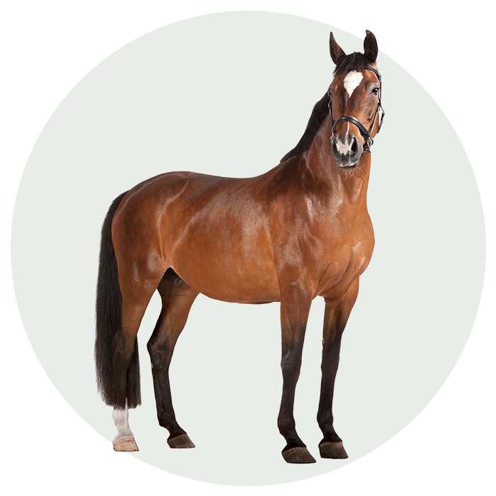 categorie paard welkoop