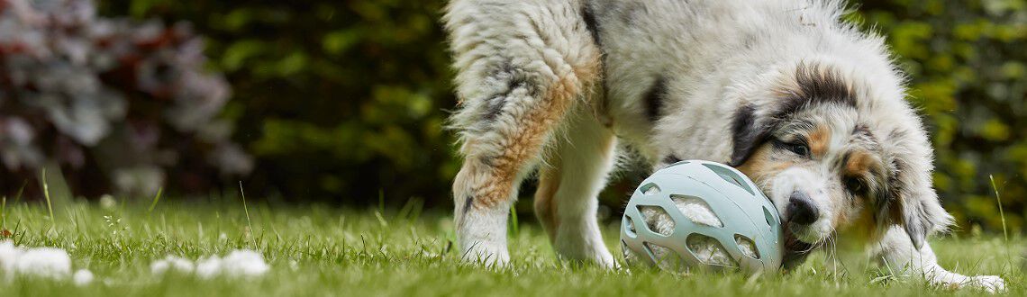 Je puppy bijten afleren: hoe doe je dat? Je puppy bijten afleren: hoe doe je dat?