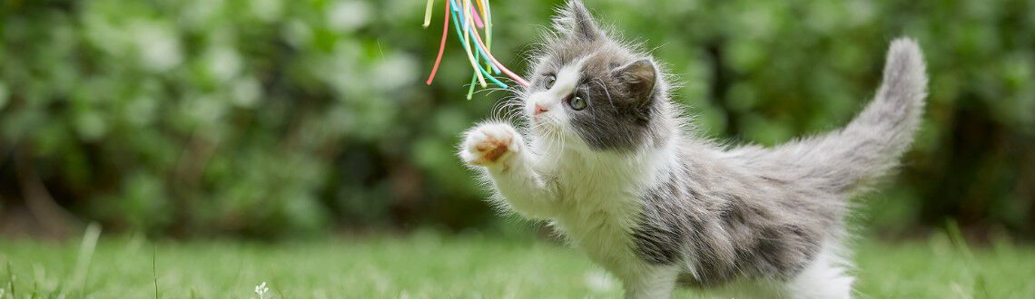 Kitten checklist: Wat heb je nodig?  Kitten checklist: Wat heb je nodig?