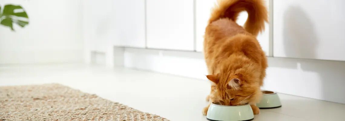 [paste advice page name here]