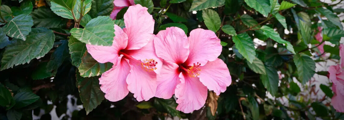 [paste advice page name here]