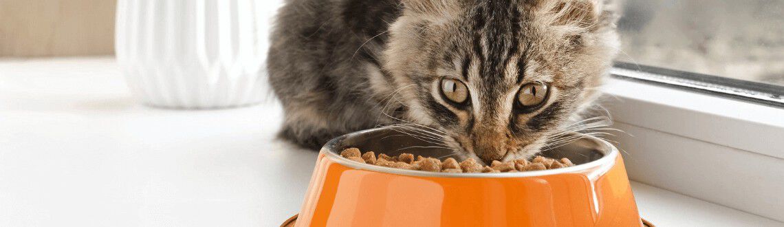 Kattenvoer Kattenvoer