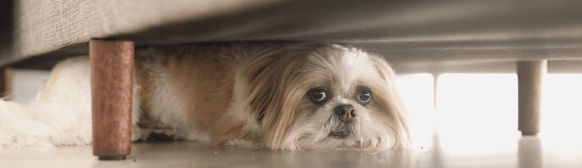 Hoe krijg ik mijn hond rustig met vuurwerk? Hoe krijg ik mijn hond rustig met vuurwerk?