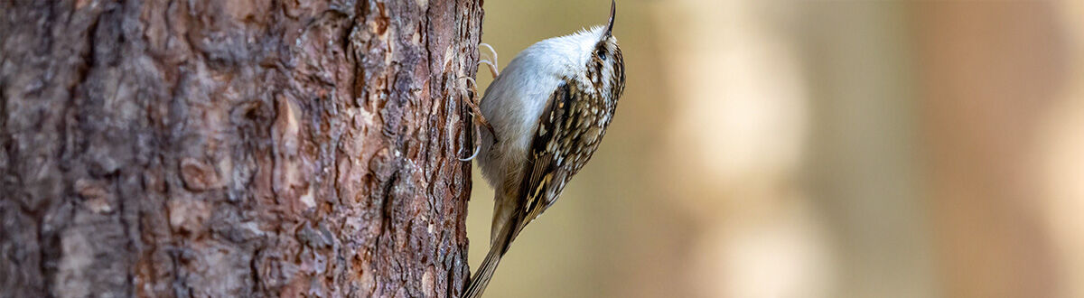 [paste advice page name here]