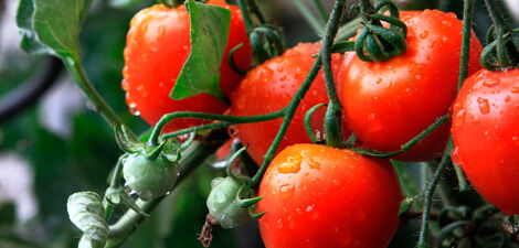 [paste advice page name here]