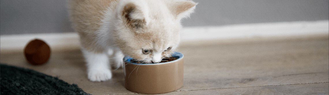 [paste advice page name here]