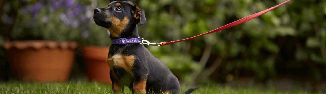 Hoe vaak moet ik mijn puppy uitlaten? Hoe vaak moet ik mijn puppy uitlaten?