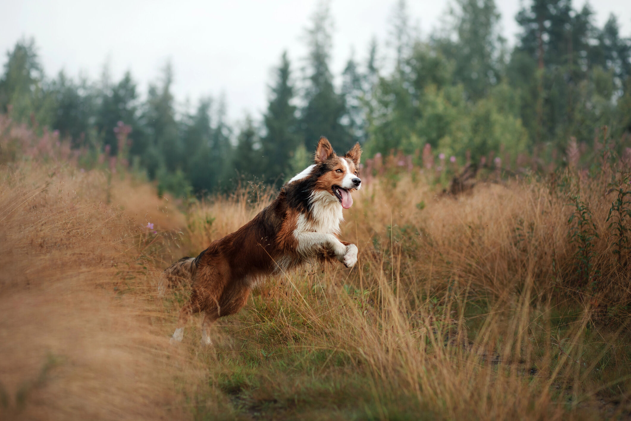 Hond grasaren welkoop
