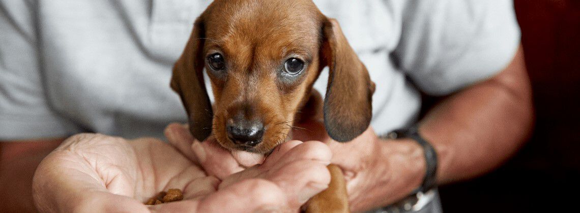 Wat is goed puppyvoer? Wat is goed puppyvoer?