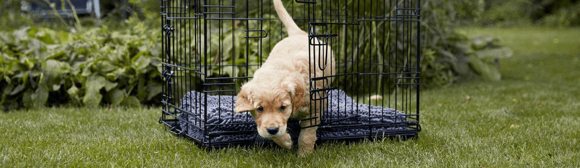 Benchtraining voor je puppy Benchtraining voor je puppy