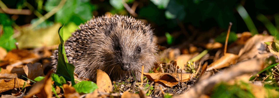 [paste advice page name here]