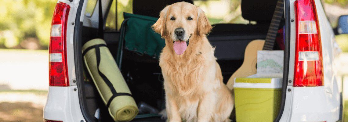 Hond mee op vakantie Hond mee op vakantie