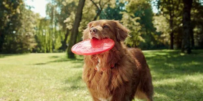 Sporten met je hond Sporten met je hond