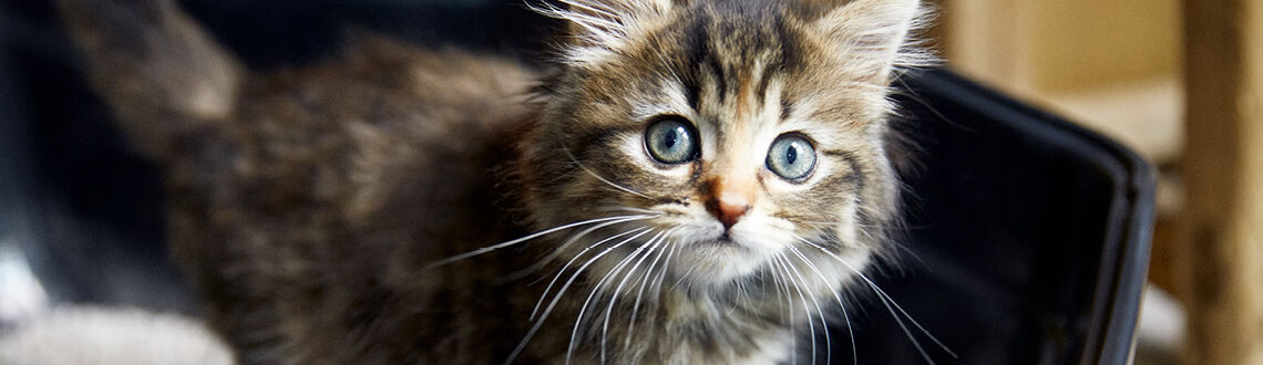 [paste advice page name here]