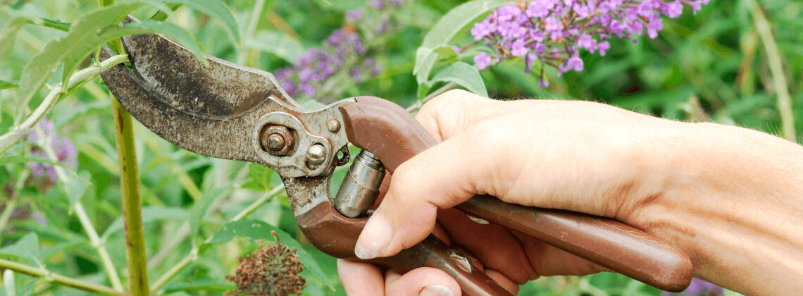 [paste advice page name here]