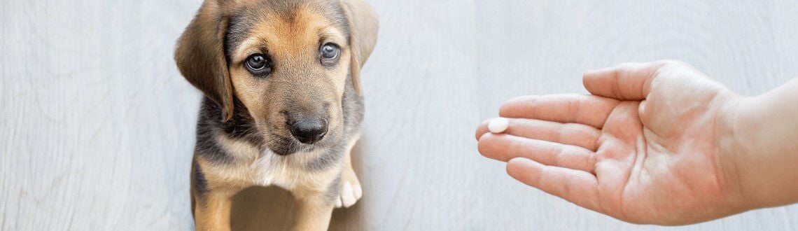 Ontwormen van je hond Ontwormen van je hond