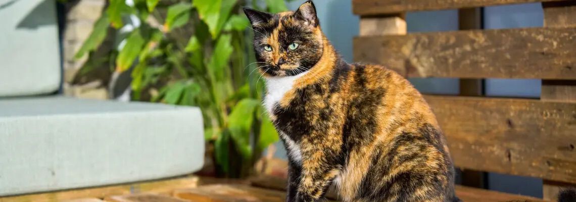 [paste advice page name here]