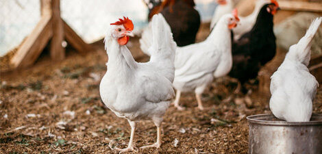 [paste advice page name here]