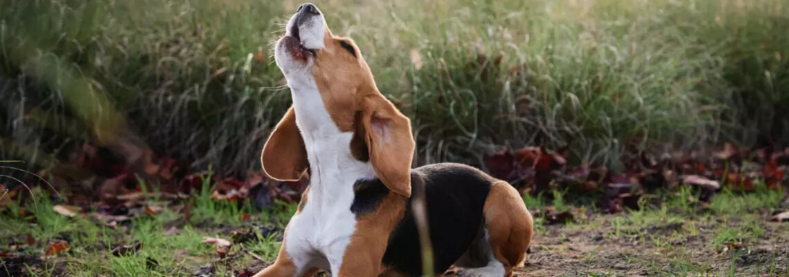 [paste advice page name here]