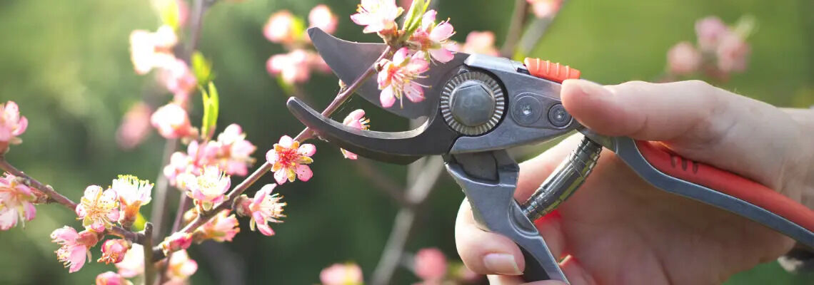 [paste advice page name here]