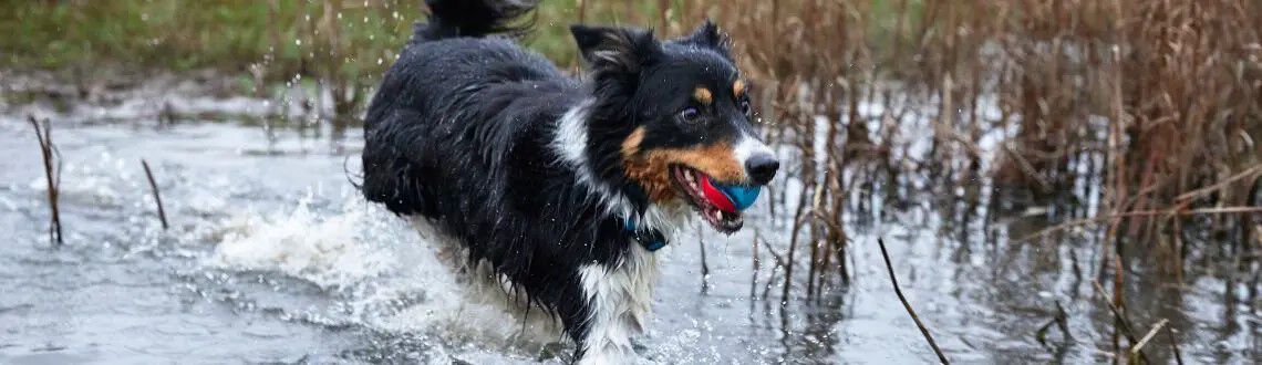 Zwemmen met je hond Zwemmen met je hond
