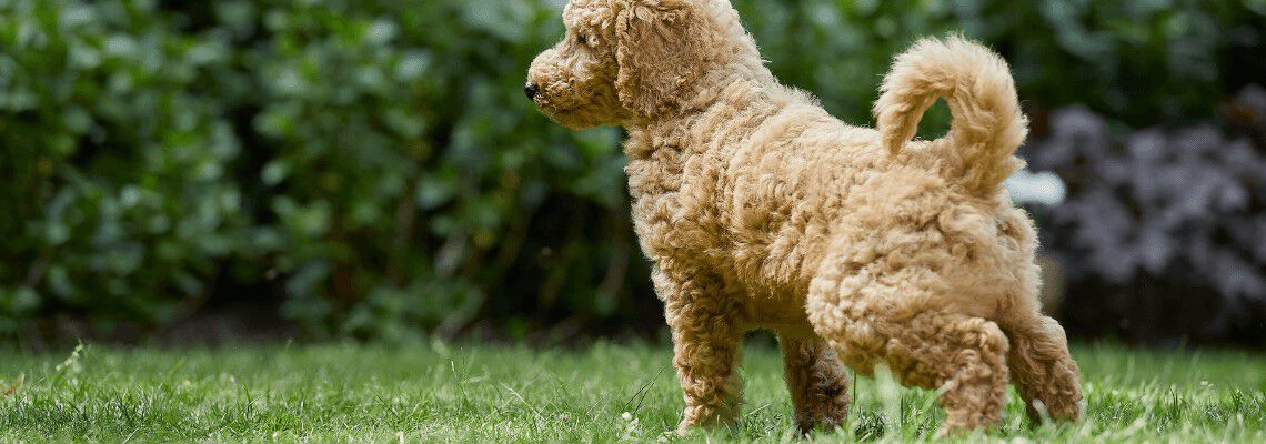 Puppy zindelijk maken: hoe pak je dat aan? Puppy zindelijk maken: hoe pak je dat aan?