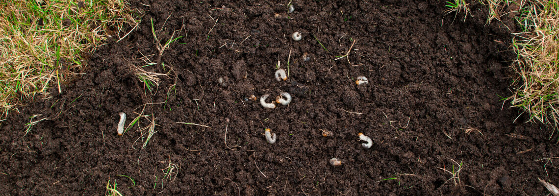 [paste advice page name here]