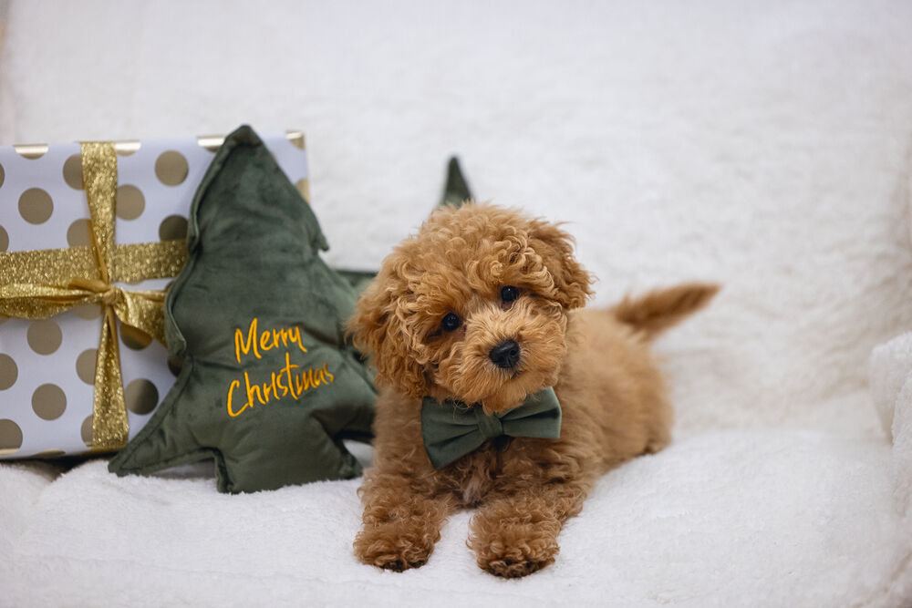 Designed By Lotte Kerstboom Knuffel - Hondenspeelgoed - groen - 27x27x27 cm