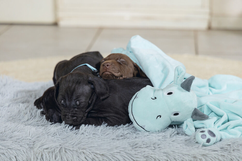 Beeztees Draak Knuffeldoek - Puppyspeelgoed - groen - 35.5x13x5 cm - S