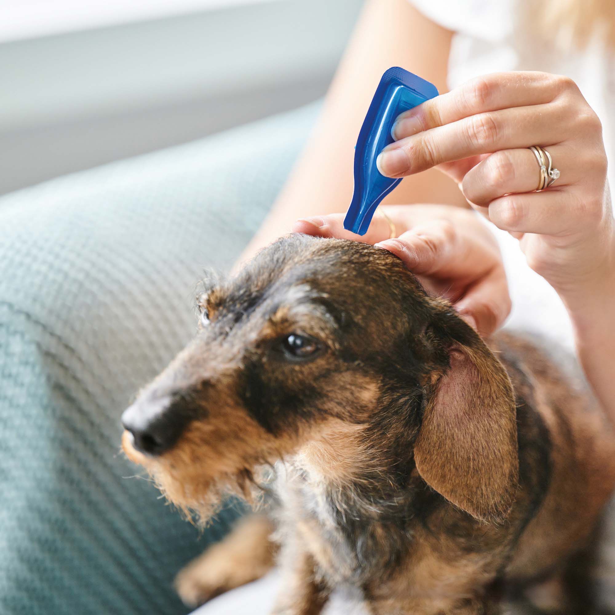Beaphar No Stress Hond  - Kalmeringsmiddel