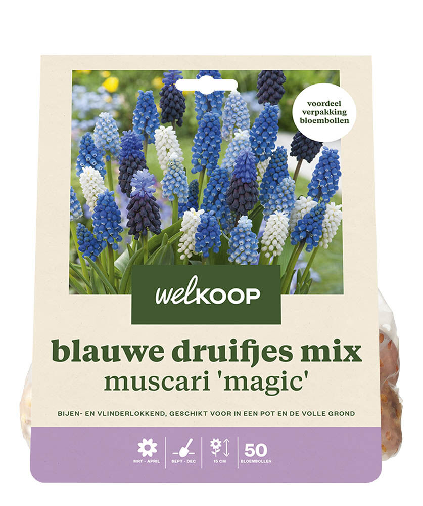 Welkoop Blauwe druifjes Muscari Armeniacum mix - Bloembollen Welkoop Blauwe druifjes Muscari Armeniacum mix - Bloembollen