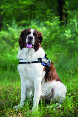 Julius K9 - Hondentuig - blauw - Maat 2