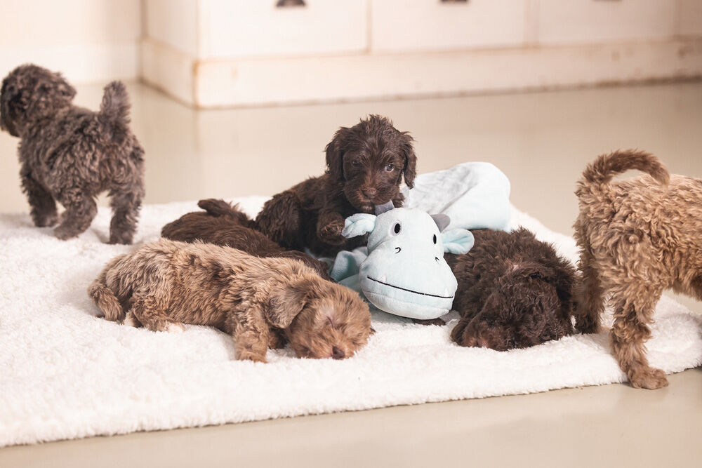 Beeztees Draak Knuffeldoek - Puppyspeelgoed - groen - 35.5x13x5 cm - S