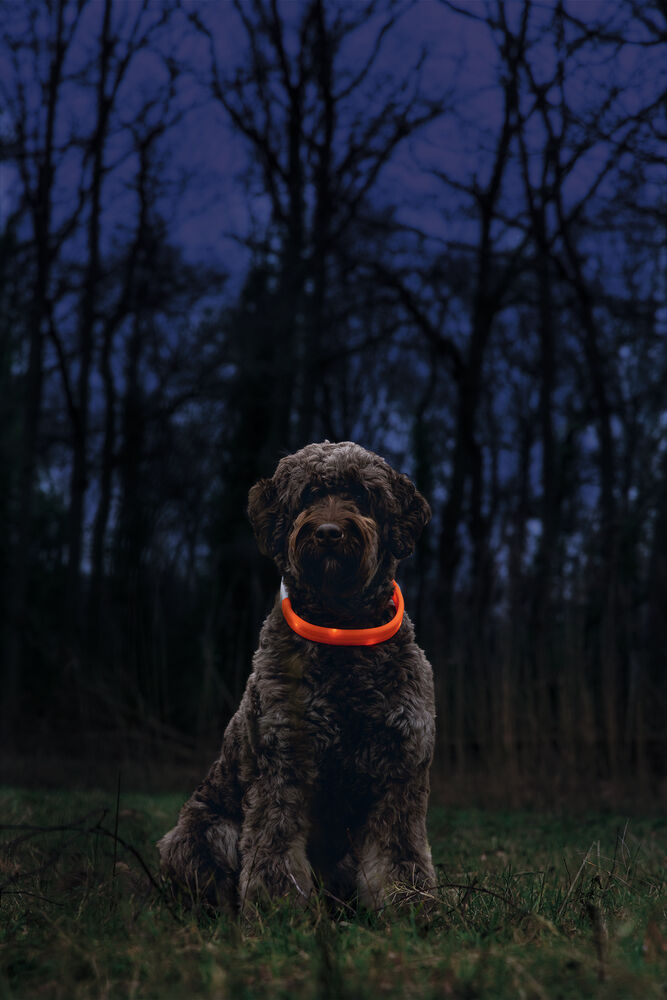 Beeztees Safety Gear Glowy USB - Lichtgevende Halsband - Hond - 26.00 cm - oranje - 25 mm - 21.50 cm - 65.00 cm