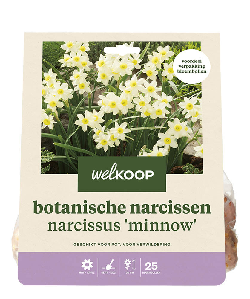 Welkoop Narcis Yenthe - Bloembollen Welkoop Narcis Yenthe - Bloembollen