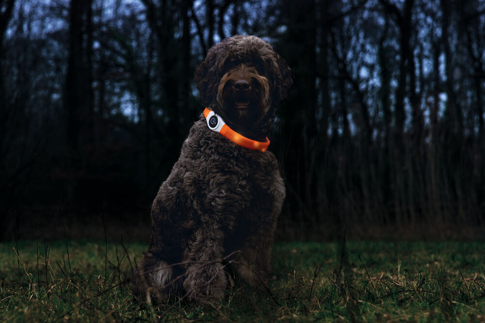 Beeztees Safety Gear Glowy USB - Lichtgevende Halsband - Hond - 26.00 cm - oranje - 25 mm - 21.50 cm - 65.00 cm