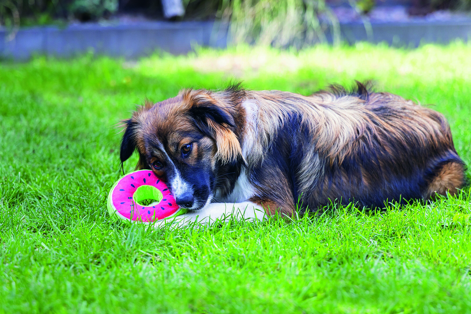 Beeztees Donut Citroen - Knuffel - Hondenspeeltje - Assorti - 5x12x12 cm