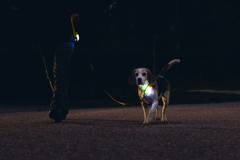 Beeztees Parinca - Reflecterende Hondenriem - Geel - 20 mm - 2 cm - 150 cm