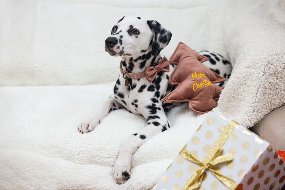 Designed By Lotte Kerstboom - Knuffel - Hondenspeelgoed - roze - 27x27x27 cm