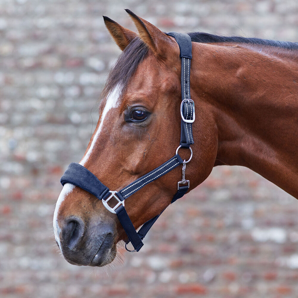 Waldhausen Alcantara - Halster - Pony - Blauw
