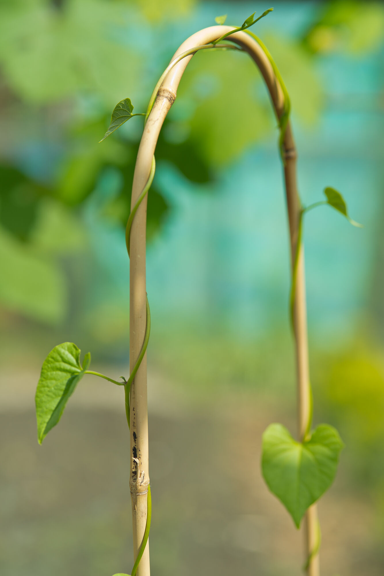 Nature Bamboestok Gebogen - Klim- en Geleide Artikelen - 180.00 cm - 4.00 cm - 1.00 cm - 180.00 cm - 6.00 cm