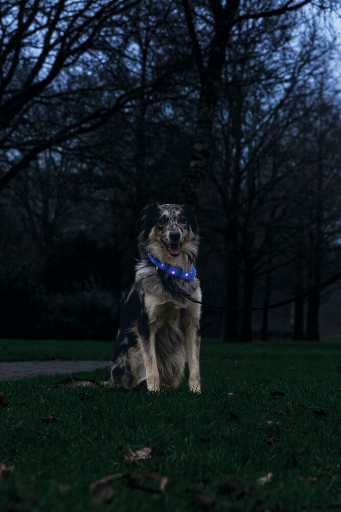 Beeztees Safety Gear Glowy USB - Lichtgevende Halsband - Hond - 26.00 cm - blauw - 25 mm - 21.50 cm - 65.00 cm