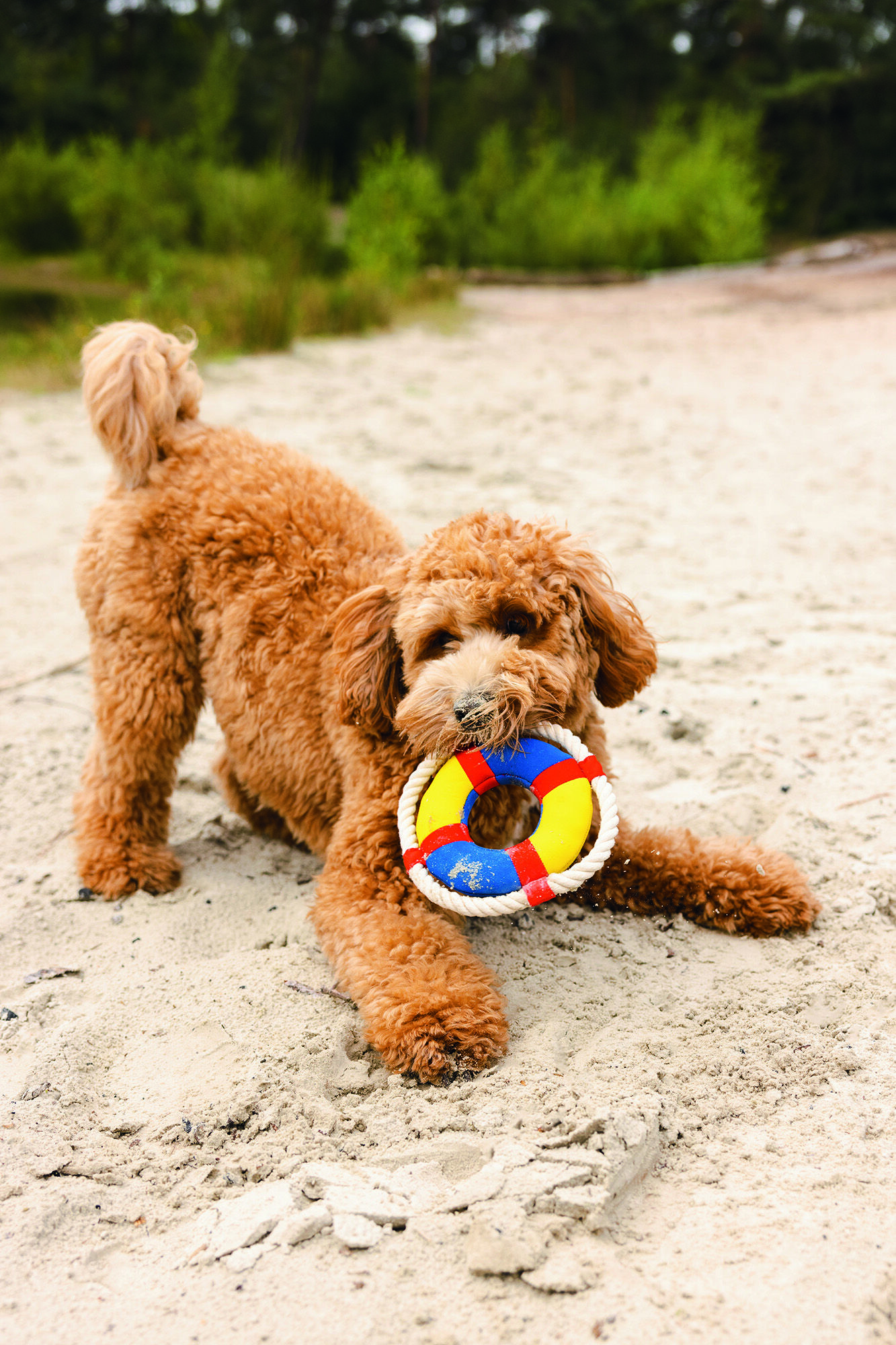 Beeztees Boei - Waterspeelgoed Hond - multi - 25.6x19x5 cm