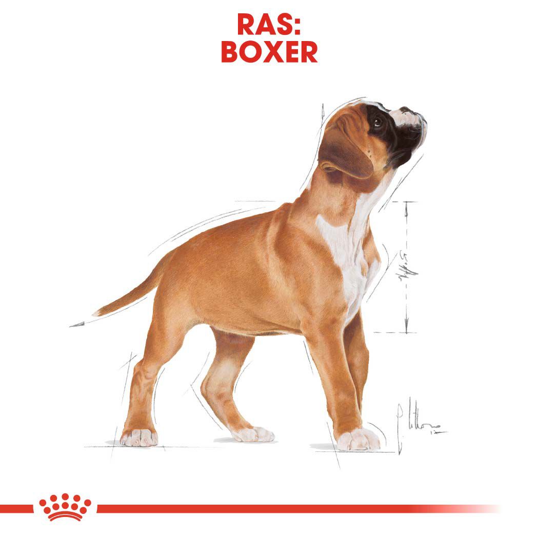 Royal Canin Boxer Junior - Hondenvoer - 12 - gevogelte