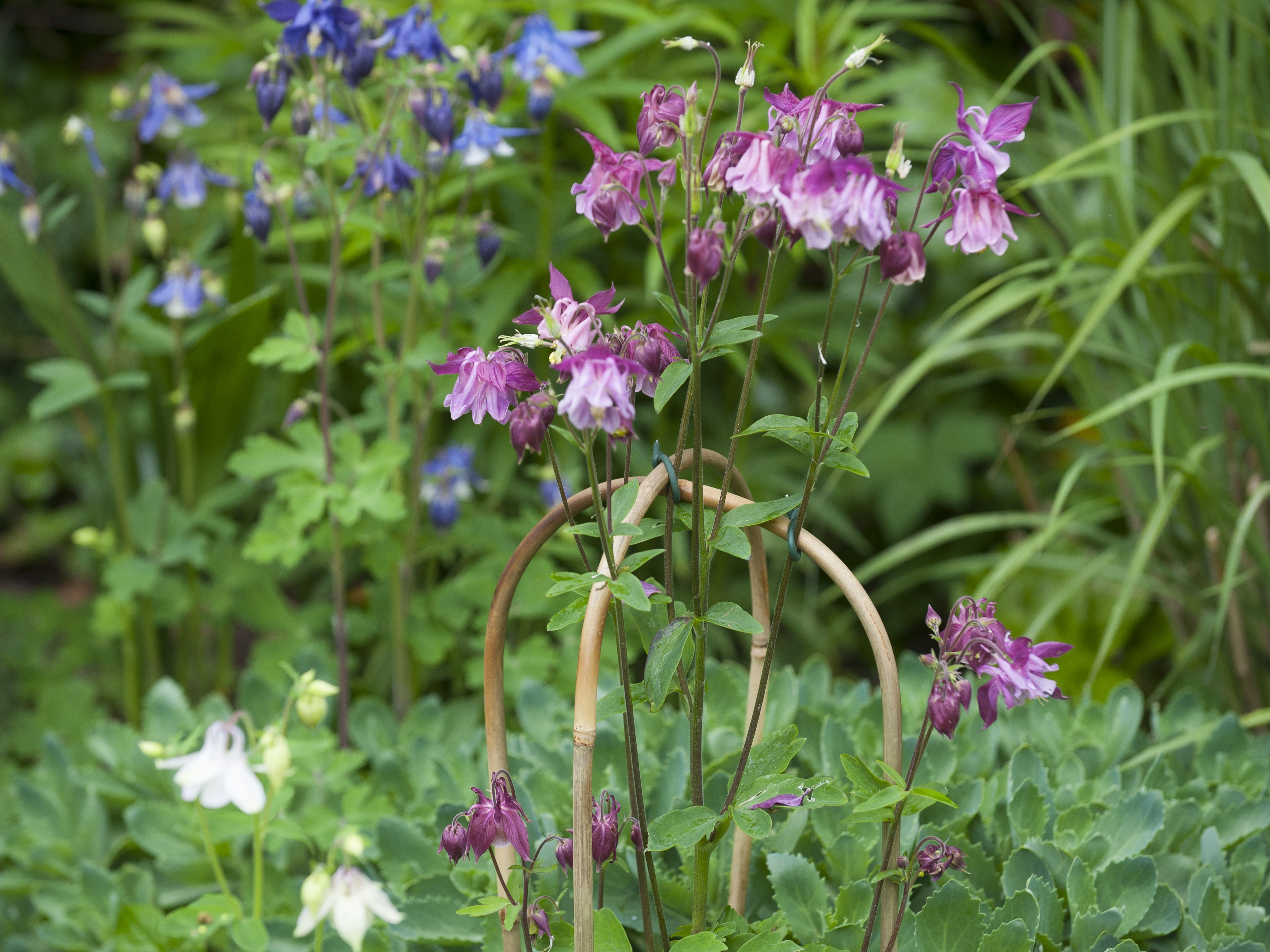 Nature Bamboestok Gebogen - Klim- en Geleide Artikelen - 180.00 cm - 4.00 cm - 1.00 cm - 180.00 cm - 6.00 cm