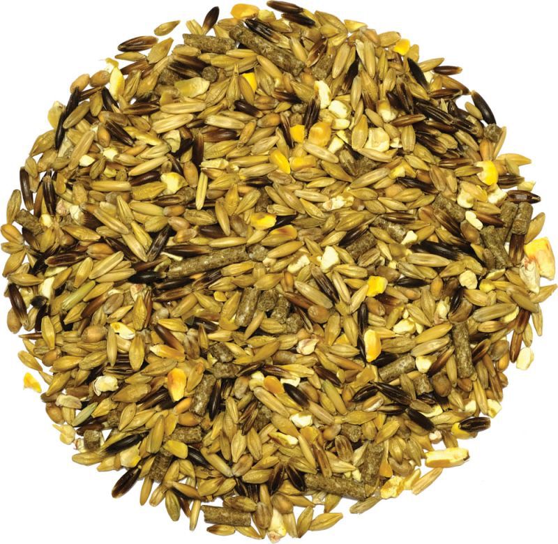 Equilannoo Explo Grain - Sport/ Prestatie - 20