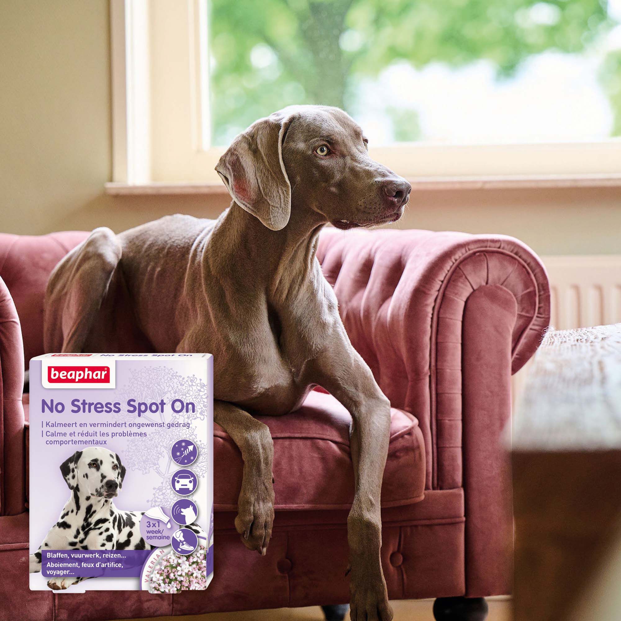 Beaphar No Stress Hond  - Kalmeringsmiddel
