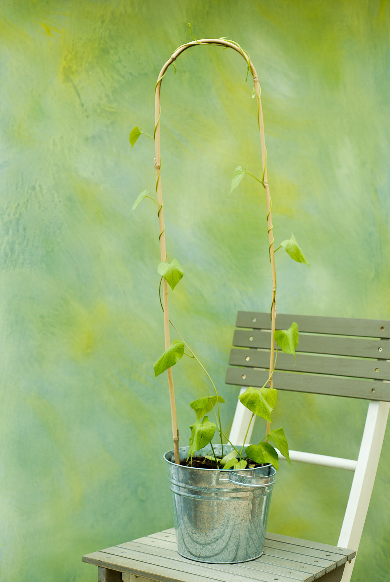 Nature Bamboestok Gebogen - Klim- en Geleide Artikelen - 180.00 cm - 4.00 cm - 1.00 cm - 180.00 cm - 6.00 cm