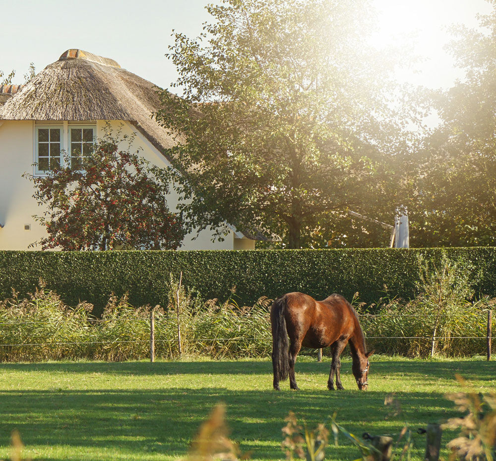 Agrifirm - Paardenweide meststof - 20